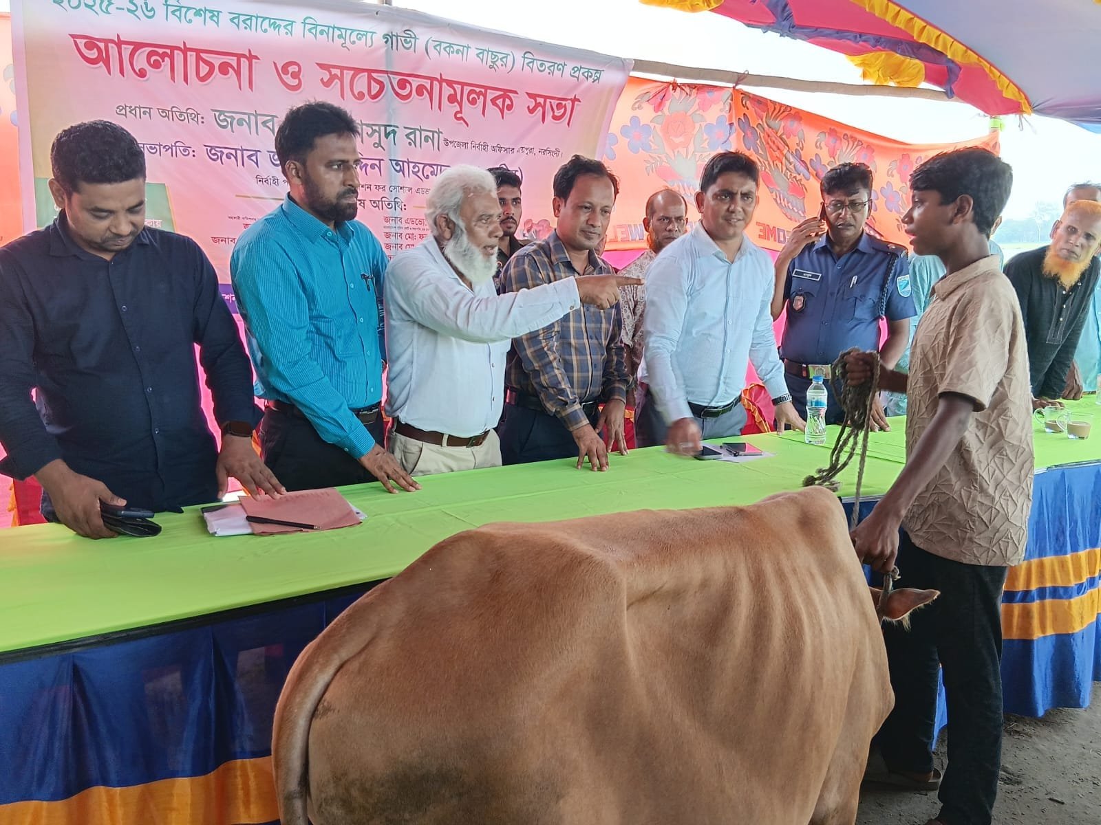 Cow distribution handover, brown cow.